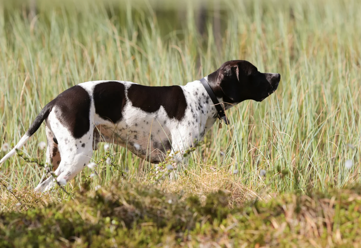 ポインター 犬はどんな種族？犬種や特徴、性格や飼い方まで徹底解説 ones