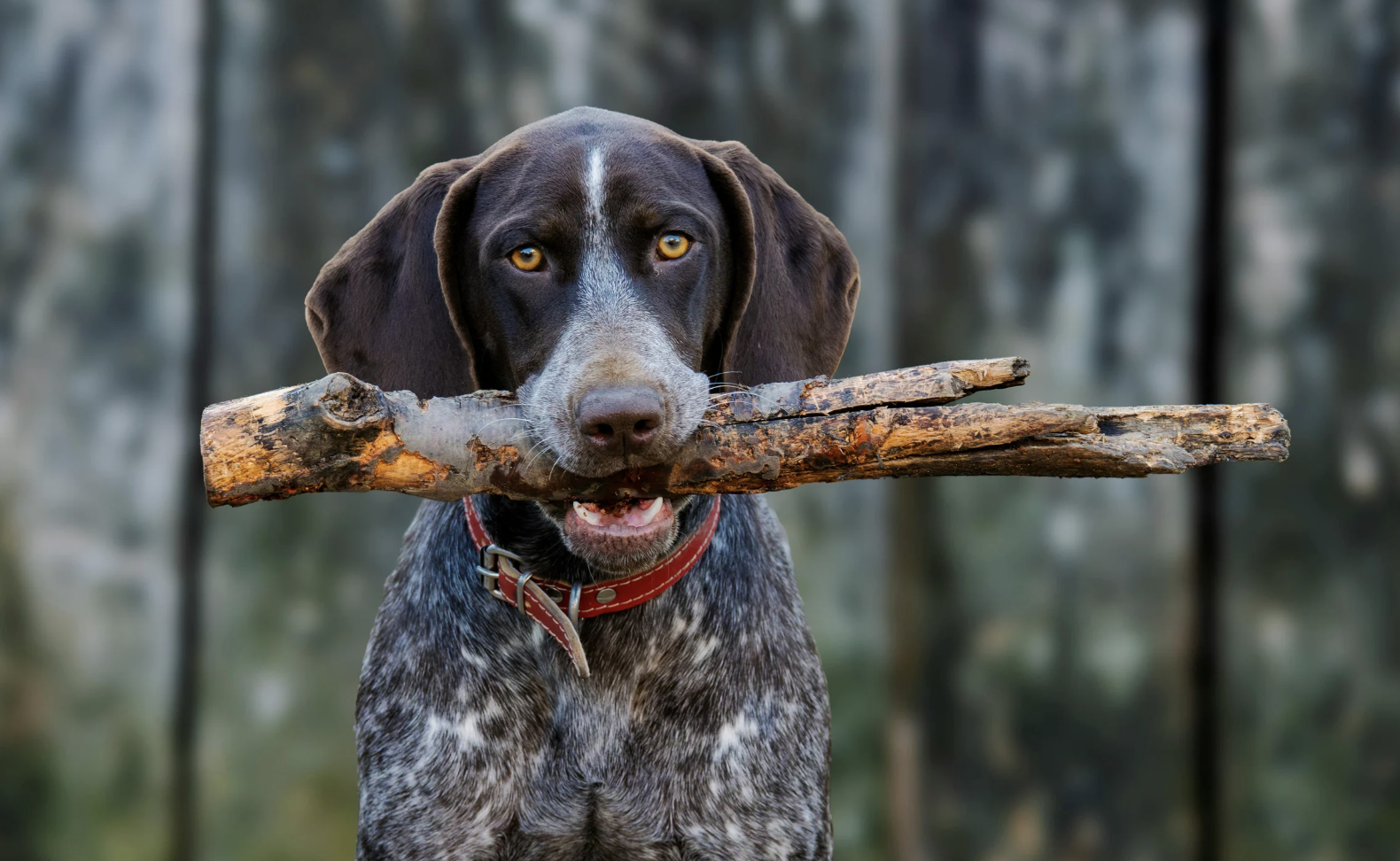 ポインター 犬はどんな種族？犬種や特徴、性格や飼い方まで徹底解説 ones